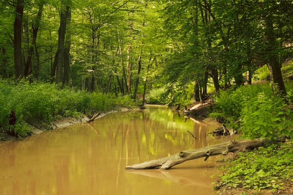 Creek in groen bos — Stockfoto