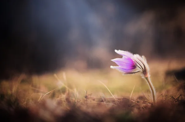 Růžový květ zblízka — Stock fotografie