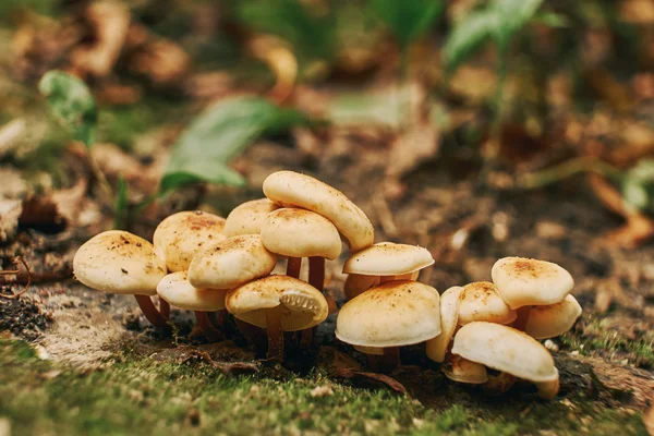 Champignons dans la forêt d'automne — Photo