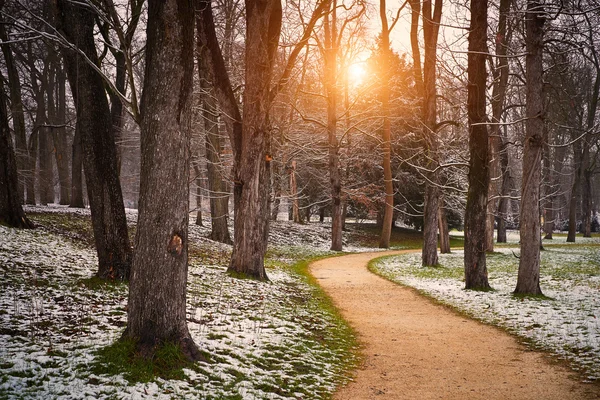 Zimní zasněžené lesní cesta — Stock fotografie