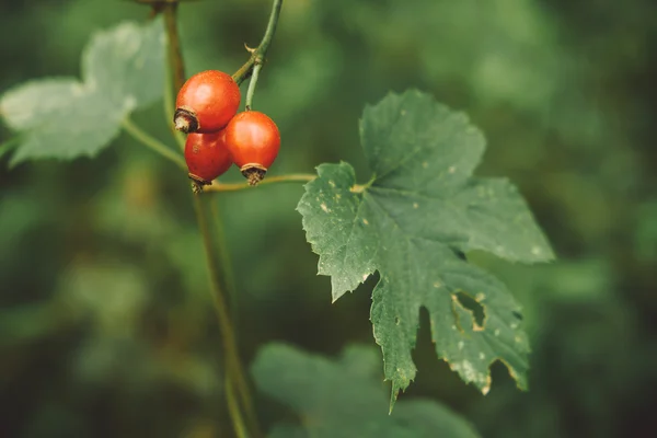 Rose-hip on bush close up — Stock Photo, Image