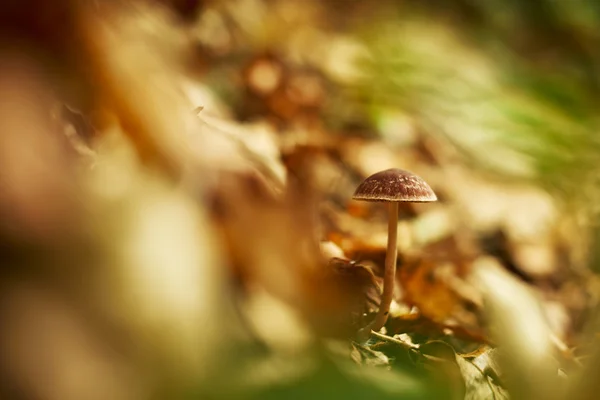 在秋天的森林蘑菇 — 图库照片