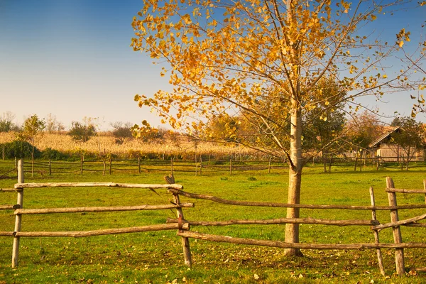 Autumn tree on green meadow — Stock Photo, Image
