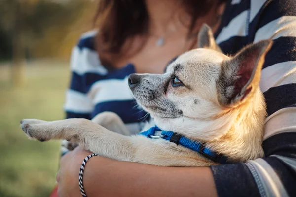 Donna che tiene il cane — Foto Stock