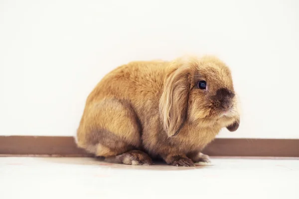 Coelhinho pequeno bonito — Fotografia de Stock