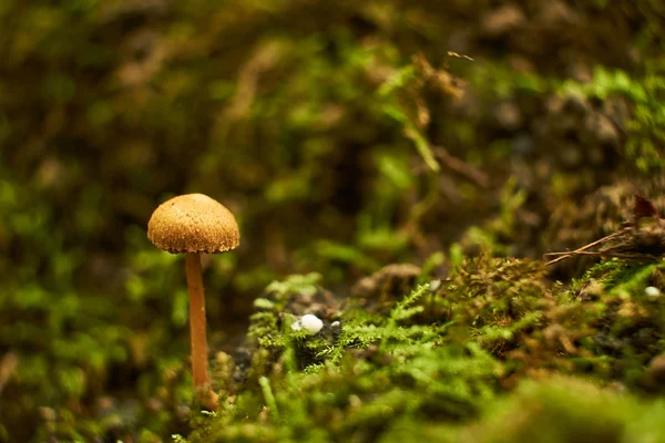 Cogumelo na floresta de outono — Fotografia de Stock