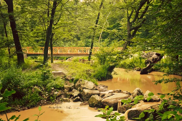 Ormandaki kirli Creek — Stok fotoğraf