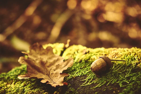 Foglia di quercia Close up — Foto Stock