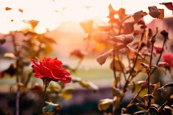 Rosa roja en el jardín —  Fotos de Stock