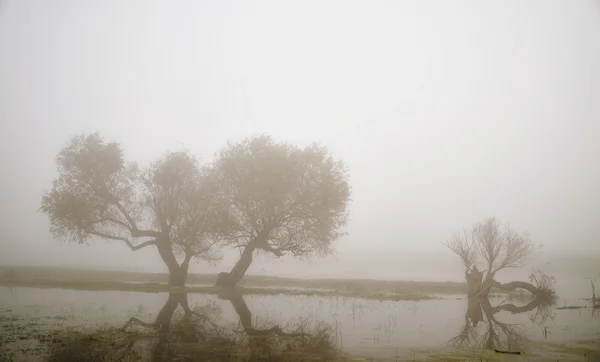 Árboles en el día de niebla —  Fotos de Stock