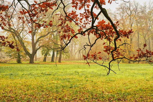 Podzimní oranžové park — Stock fotografie