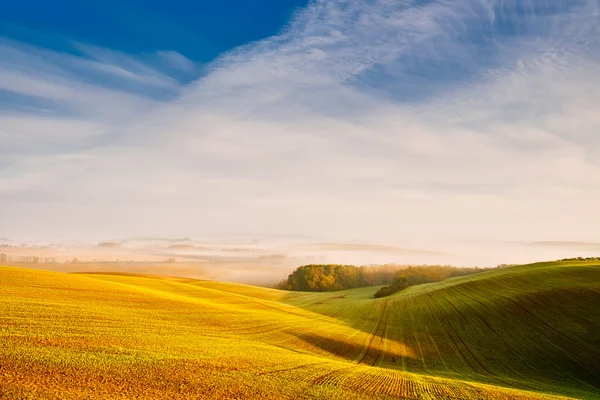 Field in morning lights — Stock Photo, Image