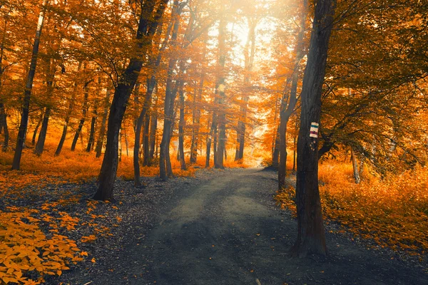 Autumn orange forest — Stock Photo, Image