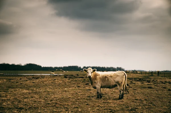 Pasoucí se kráva na poli — Stock fotografie