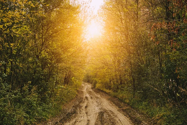 Podzimní lesní cesta — Stock fotografie