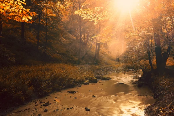 Bach im Herbstpark — Stockfoto