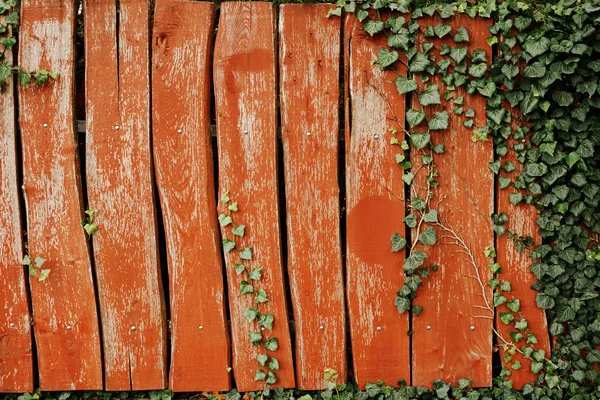 Айви на деревянной стене — стоковое фото