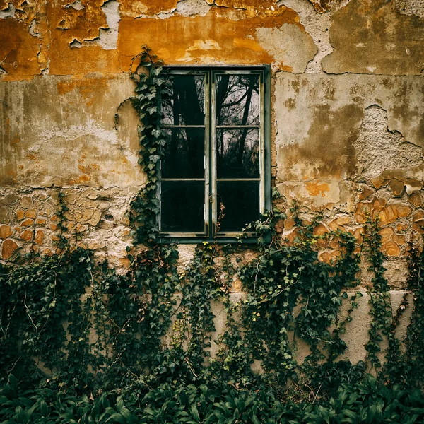 Oude venster en ivy — Stockfoto