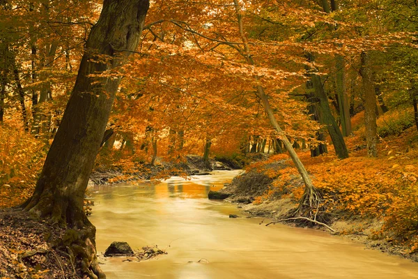 Creek sonbahar Park — Stok fotoğraf