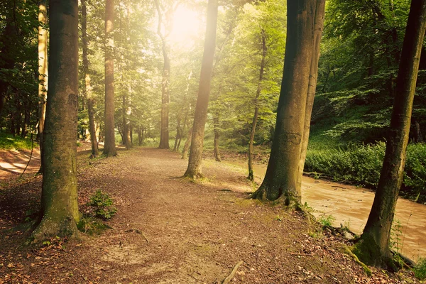 Wald mit Sonnenstrahlen — Stockfoto