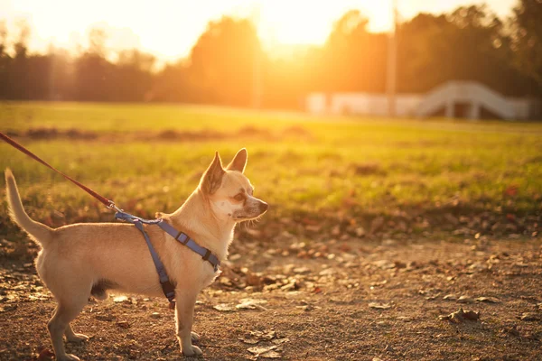 Little chihuahua in the park — Stock Photo, Image