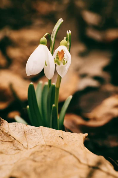 Beautiful snowdrops in the forest — Stock Photo, Image