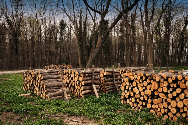 Indústria de desmatamento na floresta — Fotografia de Stock