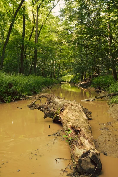 Creek in groen bos — Stockfoto
