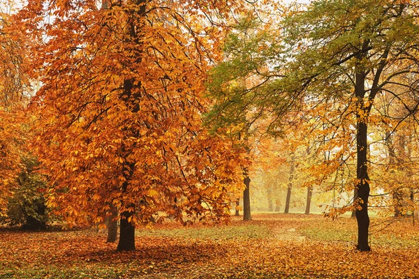 Orangener Herbstpark — Stockfoto