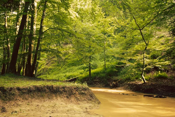 Potok v zeleném lese — Stock fotografie