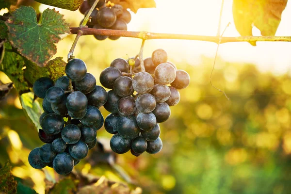 Wineyard groeiende druiven — Stockfoto