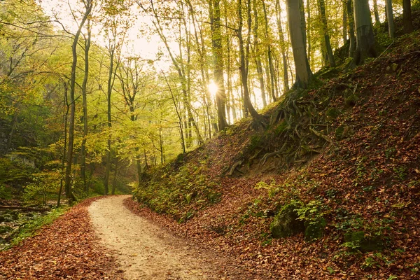 Autumn forest road — Stock Photo, Image