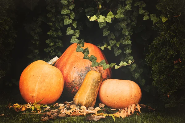 Pumpkins decoration on plant background — Stock Photo, Image