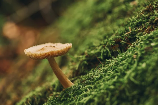 Pilz im Herbstwald — Stockfoto