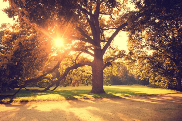 Bellissimo parco autunnale — Foto Stock