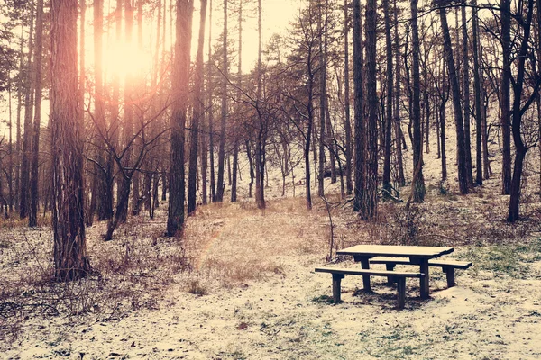 Bank op winter forest — Stockfoto