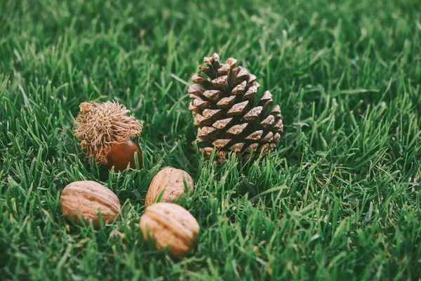 Herfst planten op groen gras — Stockfoto