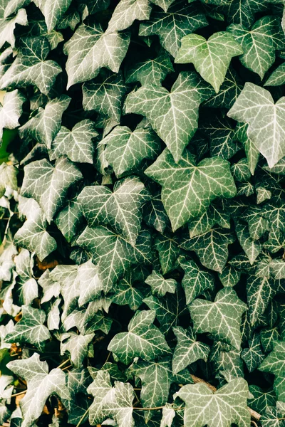 Ivy texture sfondo — Foto Stock