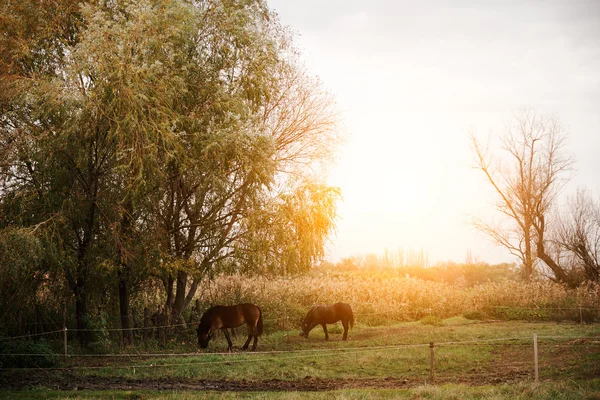 夕暮れ時のフィールド上の馬 — ストック写真