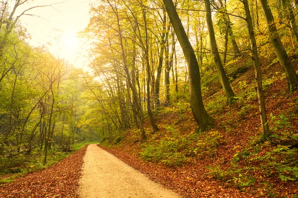 Camino forestal de otoño — Foto de Stock