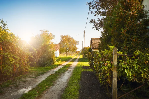 Uve da vigneto — Foto Stock