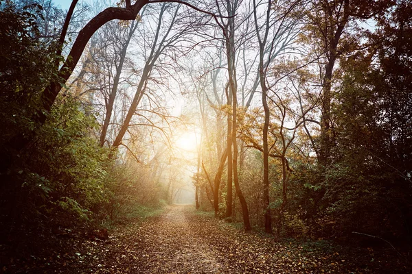 Podzimní lesní cesta — Stock fotografie