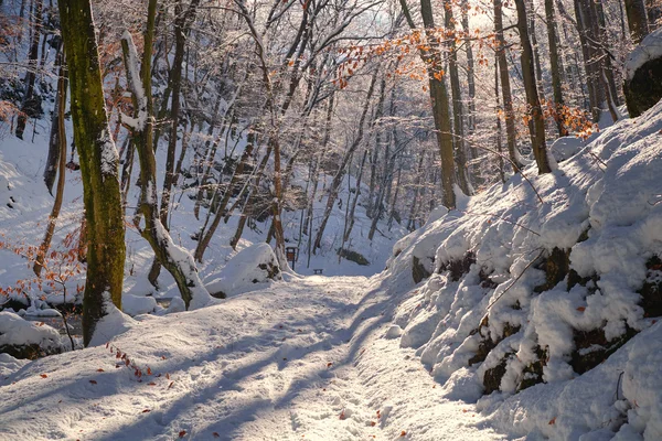 冬の森の雪に覆われた道 — ストック写真