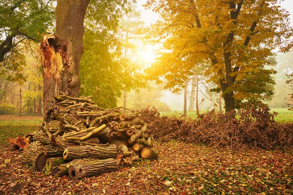Woodstack on the park at sunset — Stock Photo, Image