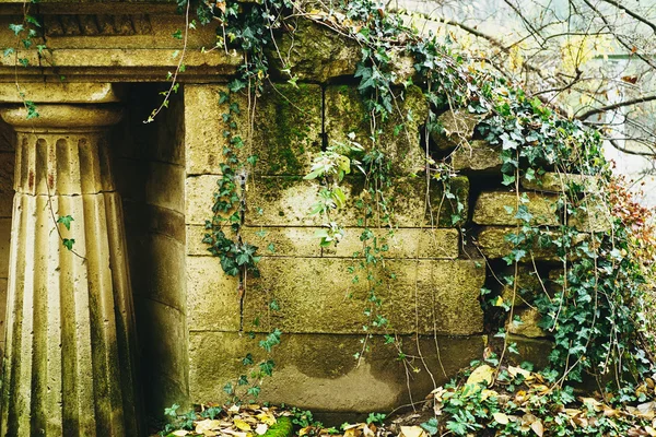 Vieille ruine avec lierre vert — Photo