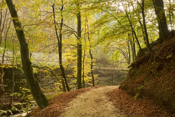 Podzimní lesní cesta — Stock fotografie