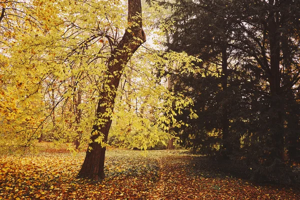 Orangener Herbstpark — Stockfoto