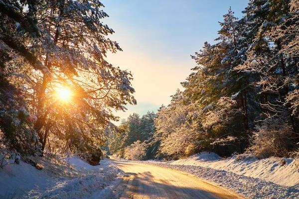 Vintervägen i skogen — Stockfoto