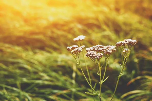 Pôr-do-sol flor branca — Fotografia de Stock