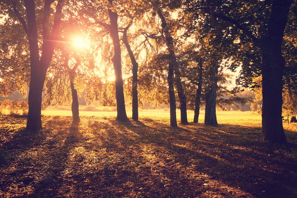 Krásný podzimní park — Stock fotografie